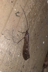 Glyphopsyche irrorata