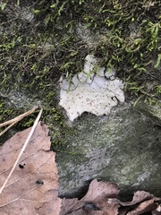 Dermatocarpon muhlenbergii