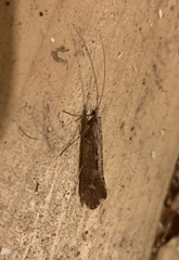 Glyphopsyche irrorata