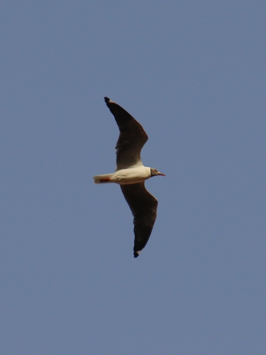 iNaturalist: (c) maghielv, some rights reserved (CC BY-NC), uploaded by maghielv iNaturalist image