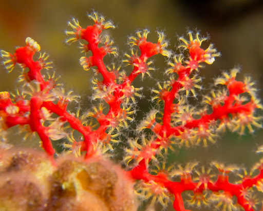 Octocorals