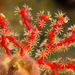 Octocorals - Photo (c) DavidR.808, some rights reserved (CC BY-NC), uploaded by DavidR.808