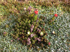 Castilleja paramensis