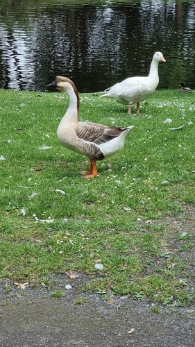Swan Goose
