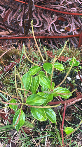 Peperomia leptostachya observed 2026-06-01