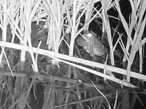 Woodhouse's Toad