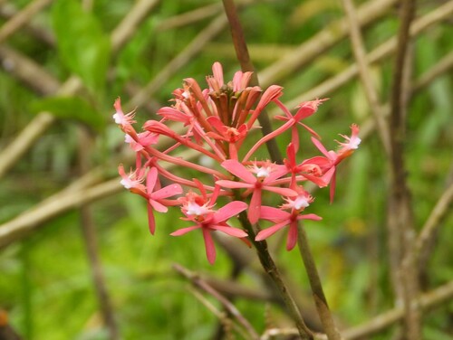 Epidendrum cochlidium Lindl.