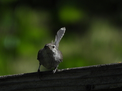 Thryomanes bewickii