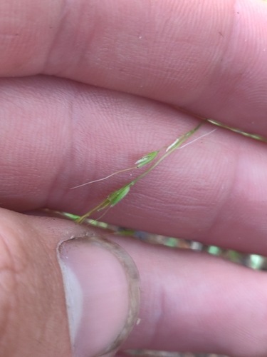 Limnodea arkansana, photograph 1