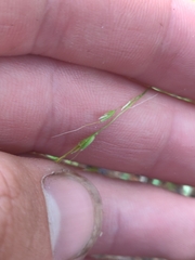 Limnodea arkansana