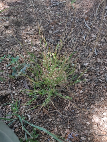 Limnodea arkansana, photograph 2