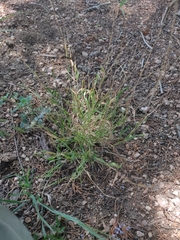 Limnodea arkansana, photograph author not stated, no rights reserved