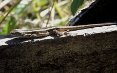Liolaemus cyanogaster