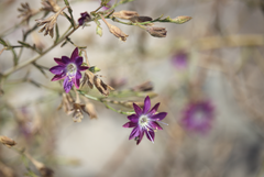 Malesherbia linearifolia