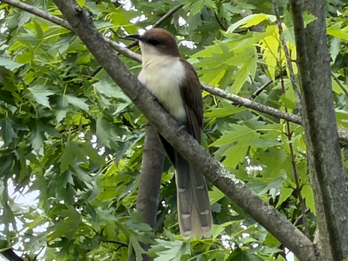 Black-billed Cuckoo observed by curious_canoe