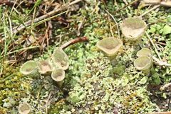 Cladonia humilis