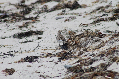 iNaturalist image