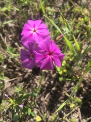 Phlox drummondii