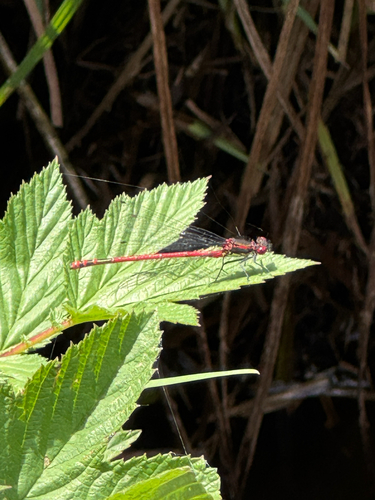 Large Red Damselfly