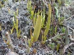 Elaphoglossum engelii