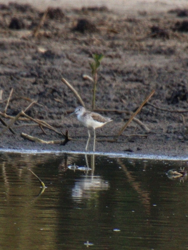 iNaturalist image