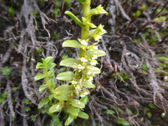 Fernandezia crystallina