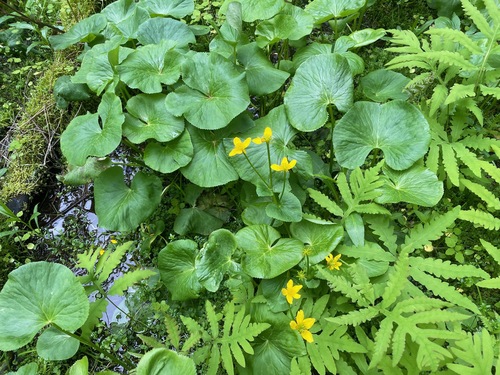 marsh marigold
