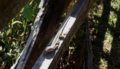 Liolaemus cyanogaster