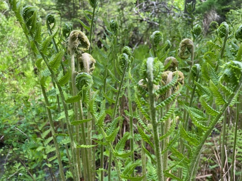 cinnamon fern