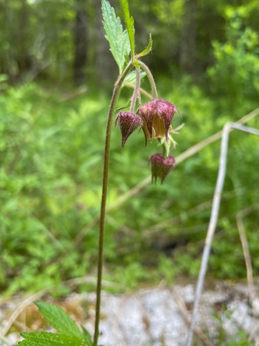 Water Avens