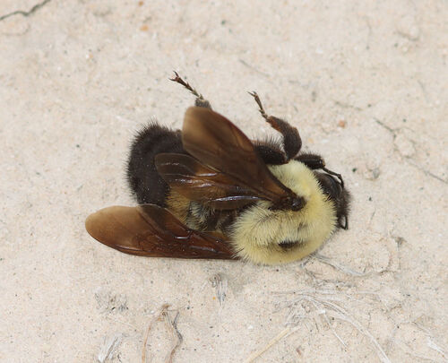 Brown-belted Bumble Bee