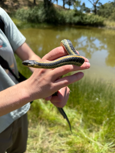 iNaturalist observation photo of Aquatic Garter Snake