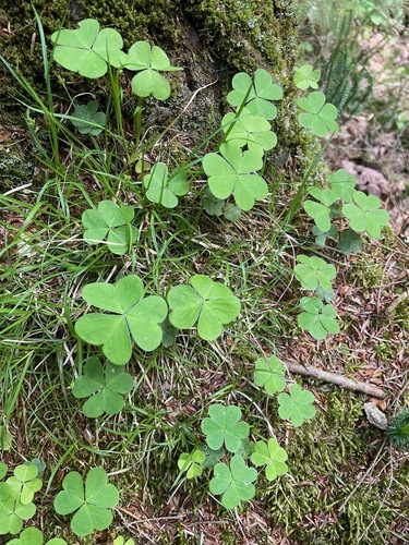mountain woodsorrel