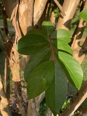 Lagerstroemia indica