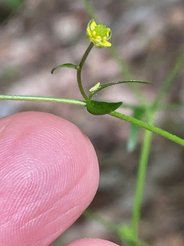 Small-Flowered Buttercup