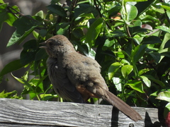 Melozone crissalis