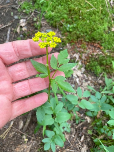 golden Alexanders