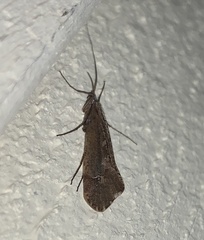 Glyphopsyche irrorata