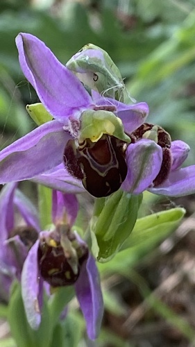 Bee Orchid