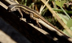 Liolaemus cyanogaster