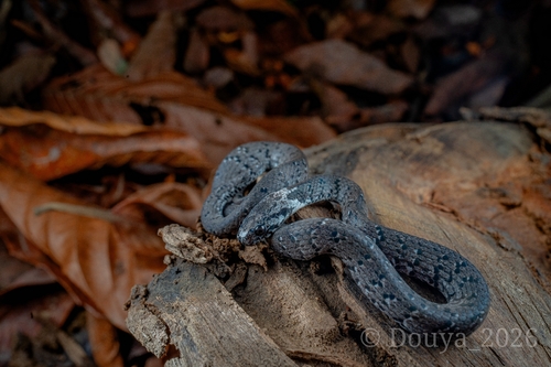 Mountain Slug Snake