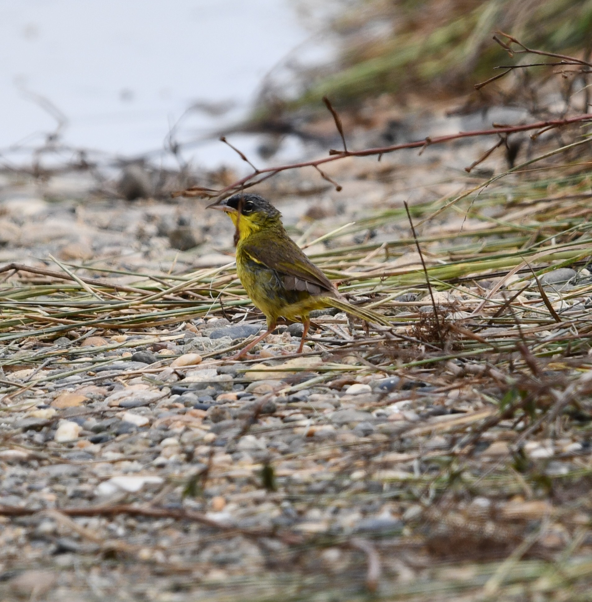 Grey-crowned Yellowthroat (Geothlypis poliocephala), photo 2