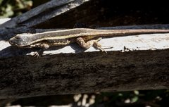 Liolaemus cyanogaster