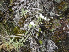 Cerastium mollissimum