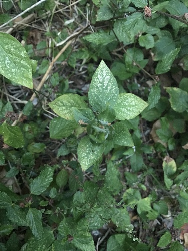 Ruellia blechum image