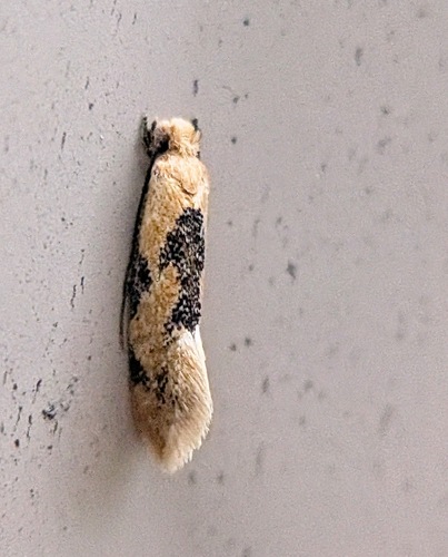 Yellow Wave Moth