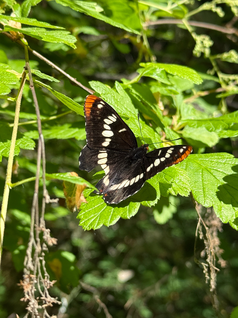 Limenitis lorquini ilgae