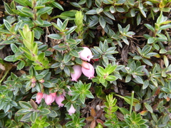 Disterigma empetrifolium