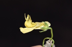Neogaerrhinum filipes