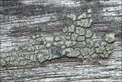 Austroparmelina conlabrosa